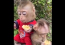 Monkey Xuxu