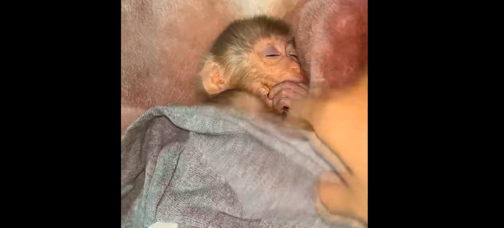 The Science of Soothing: What a Sleepy Baby Monkey Teaches Us About Primate Comfort.