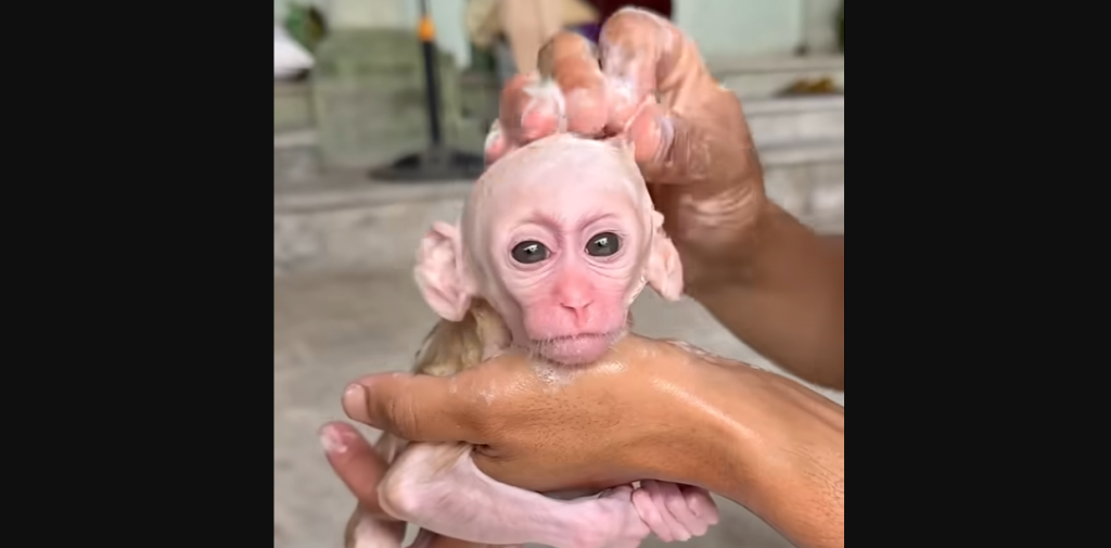 The Chaos of Cuteness: What an Impatient Baby Monkey Teaches Us About Viral Joy.
