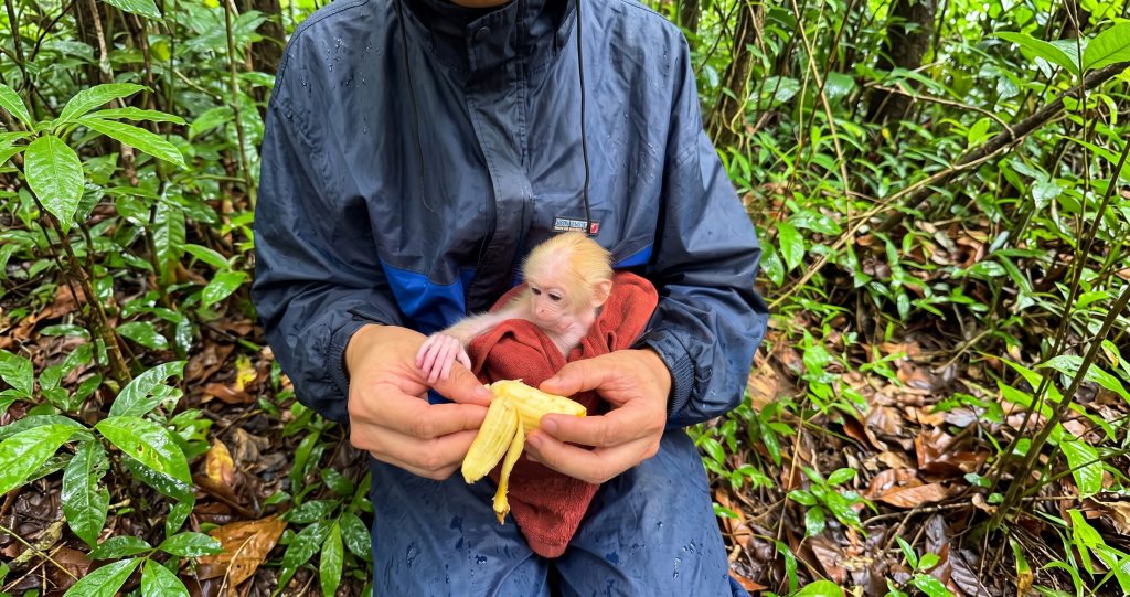 Finding Solace in the Canopy: Inside the Miraculous Journey of an Abandoned Baby Monkey