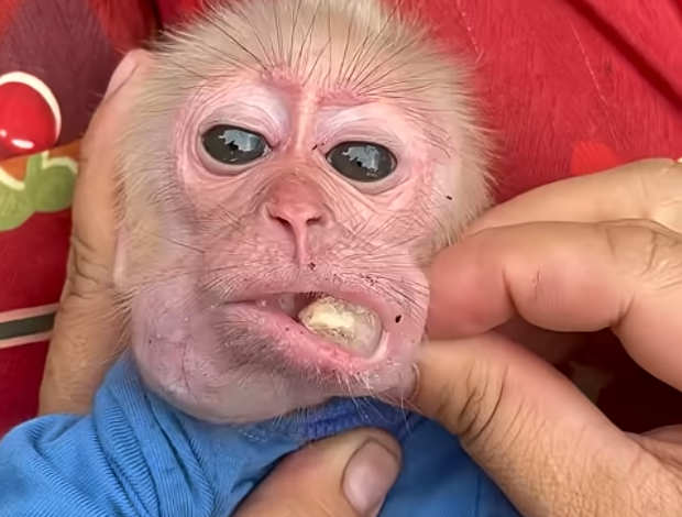 Clearing the Cheek: The Science and Care Behind Benny the Baby Monkey’s Fruit Mishap