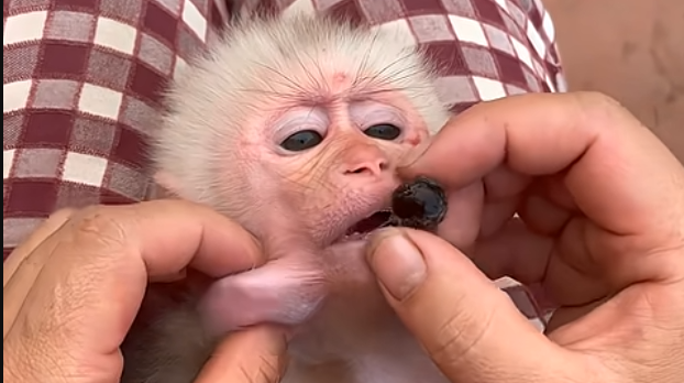 A Helping Hand: The Science Behind a Baby Monkey’s Viral Oral Rescue