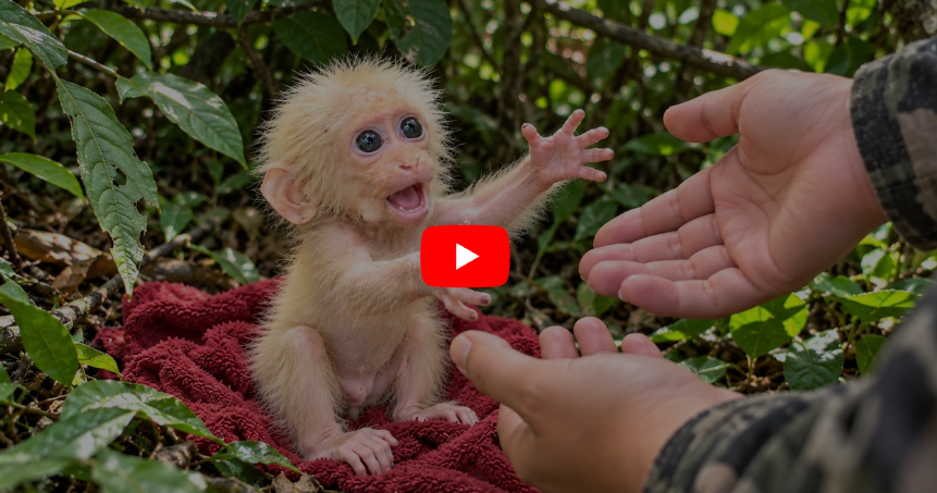 Baby Monkey Rescue Video: What the Monkey Kabi Channel Shows