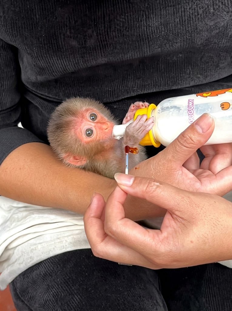 Viral Heartwarming Moment: Eager Baby Monkey Learns Patience as Caretaker Prepares Bottle