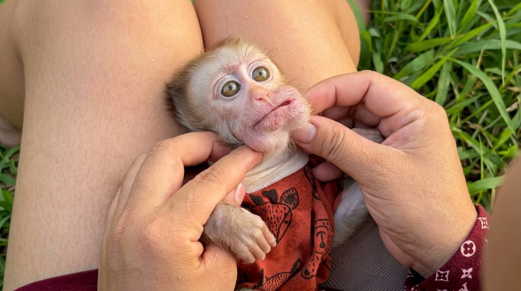 Squishy Cheeks and Primate Smiles: Behind “Xuxu’s” Viral Grooming Moment