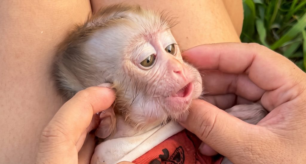 A ‘Cute’ Baby Monkey Clip Is Racking Up Views — Here’s the Larger Story Behind It