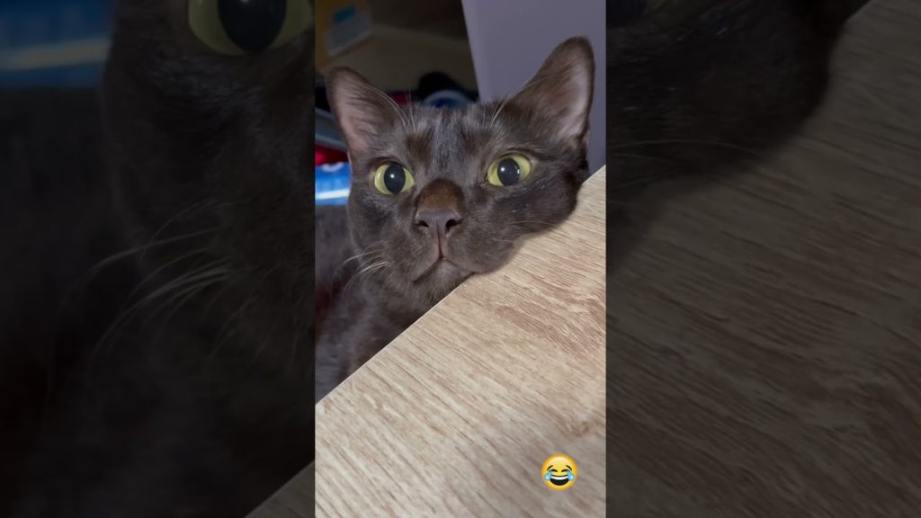 Cat Video Short Shared by Daily Funnies Channel on YouTube