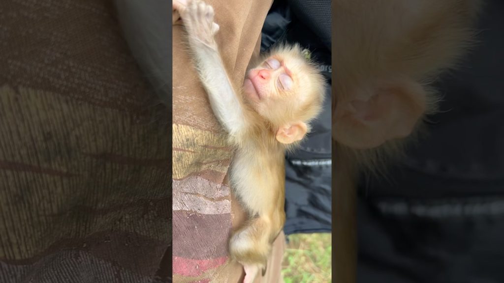 A Newborn Macaque's Grip Tells the Story Before Its Eyes Even Open