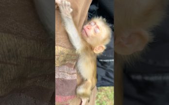 A Newborn Macaque's Grip Tells the Story Before Its Eyes Even Open