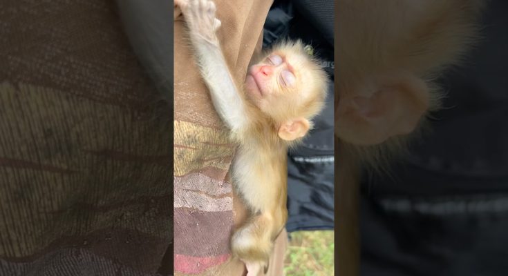 A Newborn Macaque's Grip Tells the Story Before Its Eyes Even Open