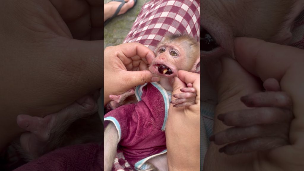 Oh No, the Little Monkey Got Something Stuck in Its Mouth, and Mom Helped It Get It Out