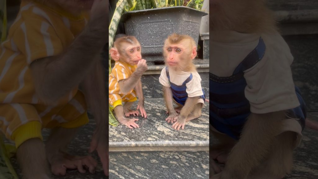 Two Baby Monkeys in Matching Outfits: What the Camera Doesn't Show