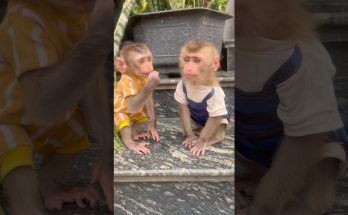 Two Baby Monkeys in Matching Outfits: What the Camera Doesn't Show