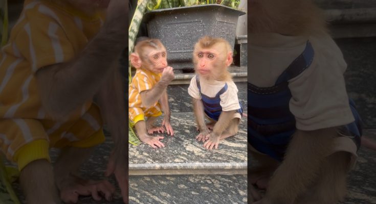 Two Baby Monkeys in Matching Outfits: What the Camera Doesn't Show