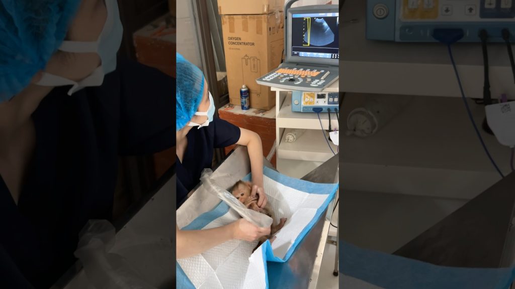 A Baby Macaque's "Checkup" Video Opens a Window Into a Troubling Online Trend