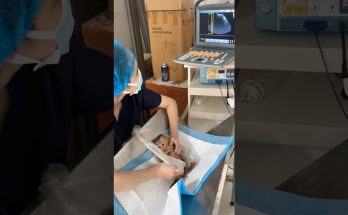 A Baby Macaque's "Checkup" Video Opens a Window Into a Troubling Online Trend