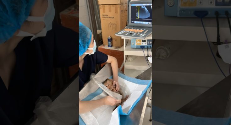 A Baby Macaque's "Checkup" Video Opens a Window Into a Troubling Online Trend