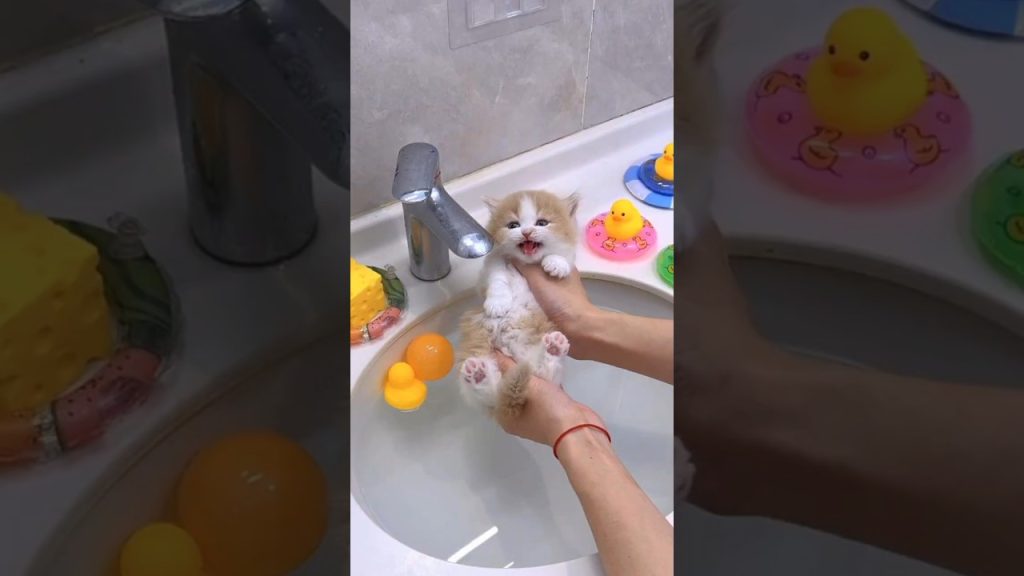 Video Reportedly Shows Kitten's First Bath in Water