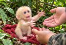 YouTube Video Shows Rescue of Abandoned Baby Monkey