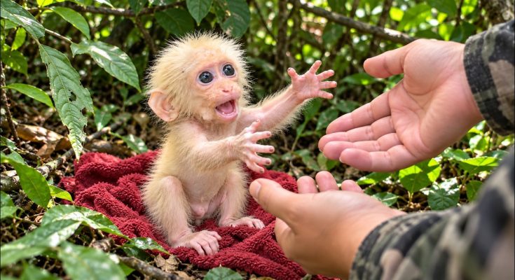 YouTube Video Shows Rescue of Abandoned Baby Monkey