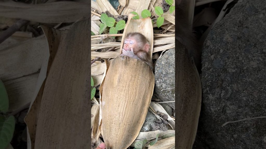 Video Shows Mother Covering Sleeping Xuxu With Leaves for Warmth