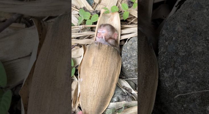 Video Shows Mother Covering Sleeping Xuxu With Leaves for Warmth