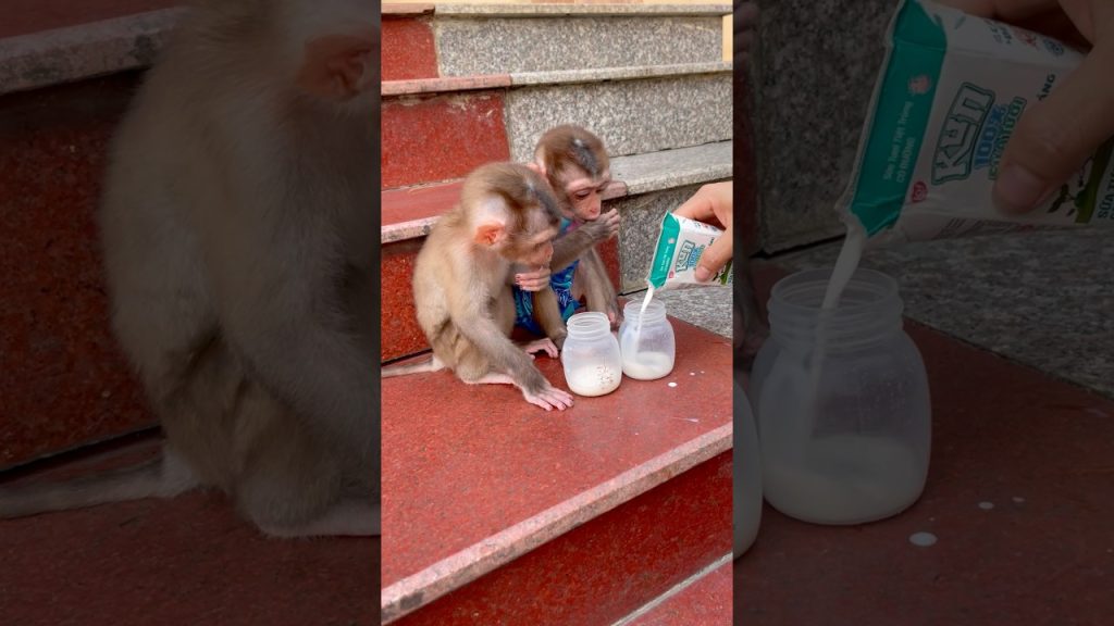 Baby Monkey Featured in Short Video Clip Online