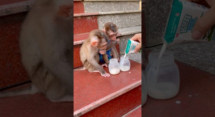 Baby Monkey Featured in Short Video Clip Online