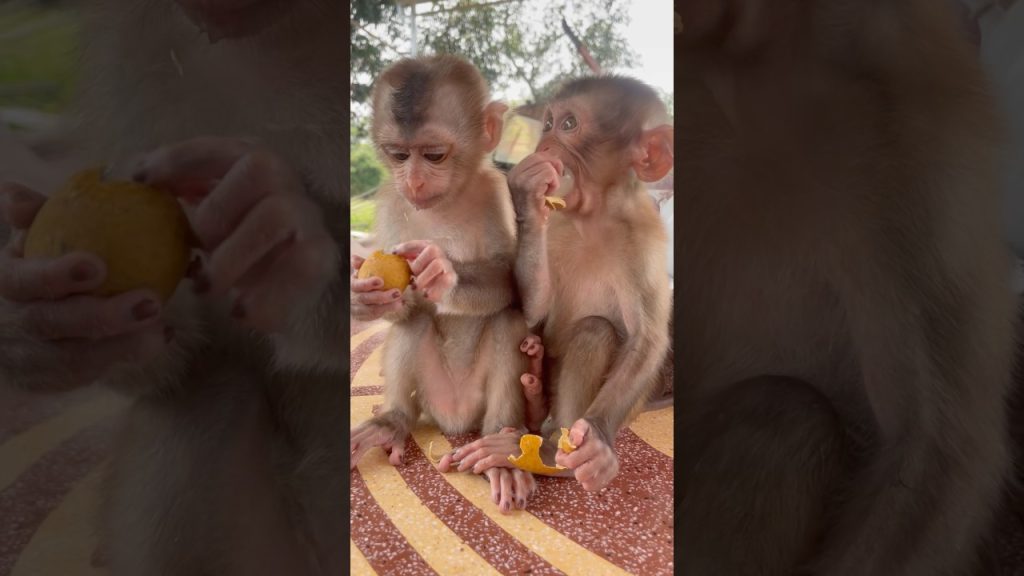 Baby Monkey Video From 'Benny the Baby Monkey' Channel Surfaces Online