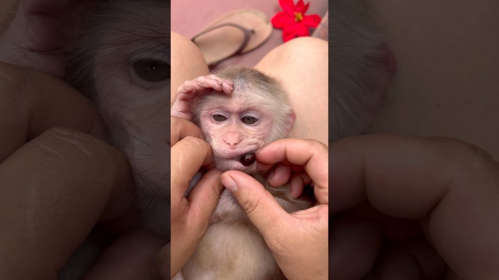 A Baby Monkey, Gentle Hands, and a Video Titled "Oh No": What the Footage Actually Shows