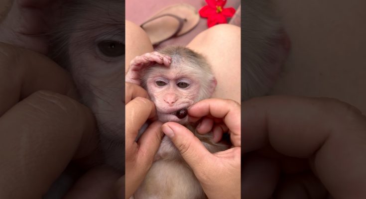 A Baby Monkey, Gentle Hands, and a Video Titled "Oh No": What the Footage Actually Shows