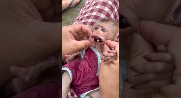 Oh No, the Little Monkey Got Something Stuck in Its Mouth, and Mom Helped It Get It Out
