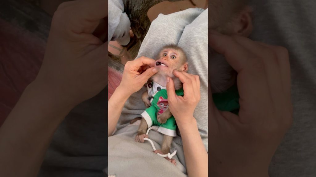 A Viral “Baby Monkey” Video Says a Mother Helped Her Baby — But the Footage Shows Only Human Hands