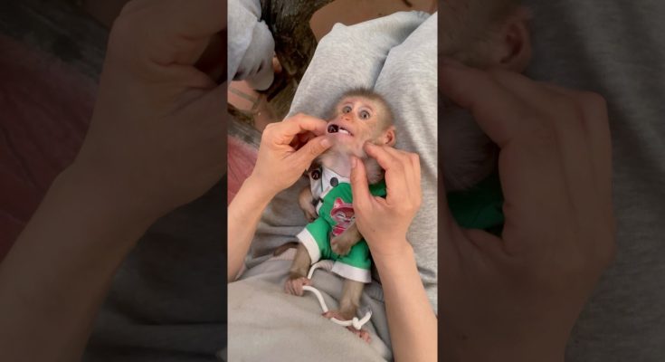 A Viral “Baby Monkey” Video Says a Mother Helped Her Baby — But the Footage Shows Only Human Hands