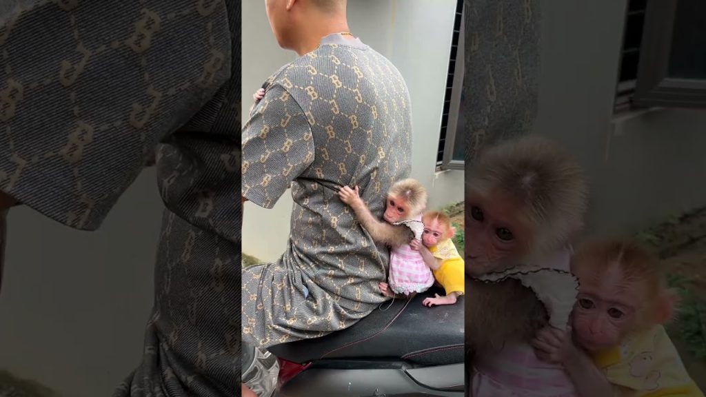 Baby Monkeys in Matching Outfits Cling to a Motorbike Rider: What the Clip Actually Shows