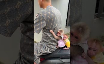 Baby Monkeys in Matching Outfits Cling to a Motorbike Rider: What the Clip Actually Shows