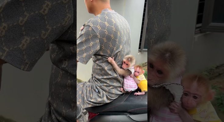 Baby Monkeys in Matching Outfits Cling to a Motorbike Rider: What the Clip Actually Shows