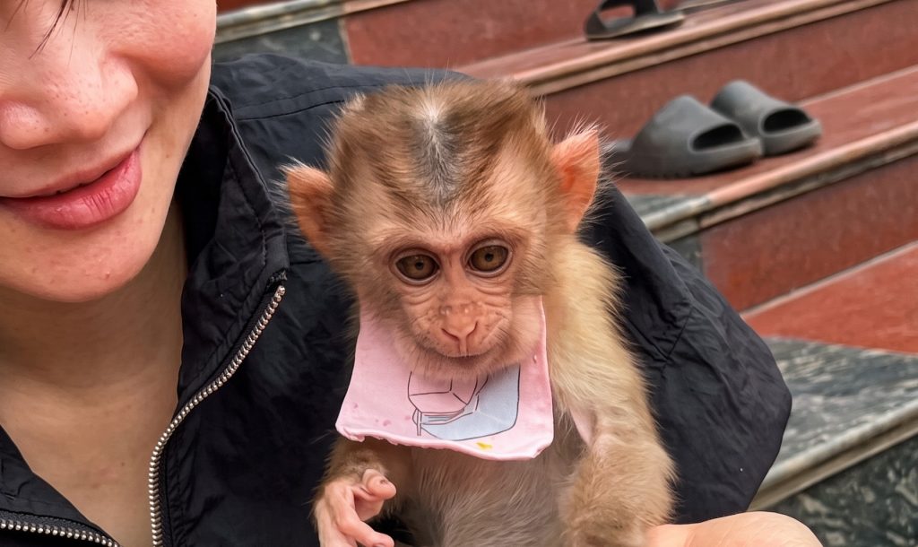 A Bite of Fruit, a Touch of Green: How a Viral Encounter Captured Primate Curiosity