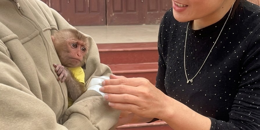 Separation Anxiety in Miniature: The Science Behind a Baby Monkey’s Viral Meltdown